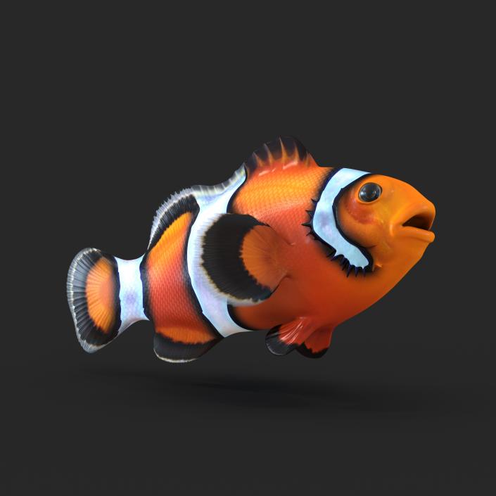 Clownfish 3D model