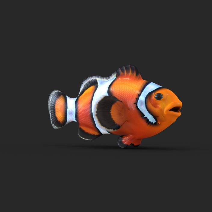 Clownfish 3D model