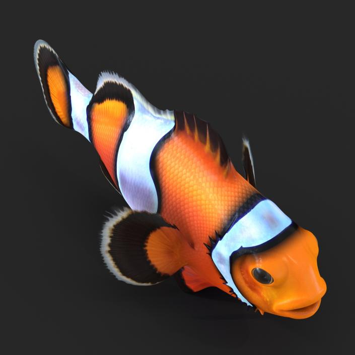 Clownfish 3D model