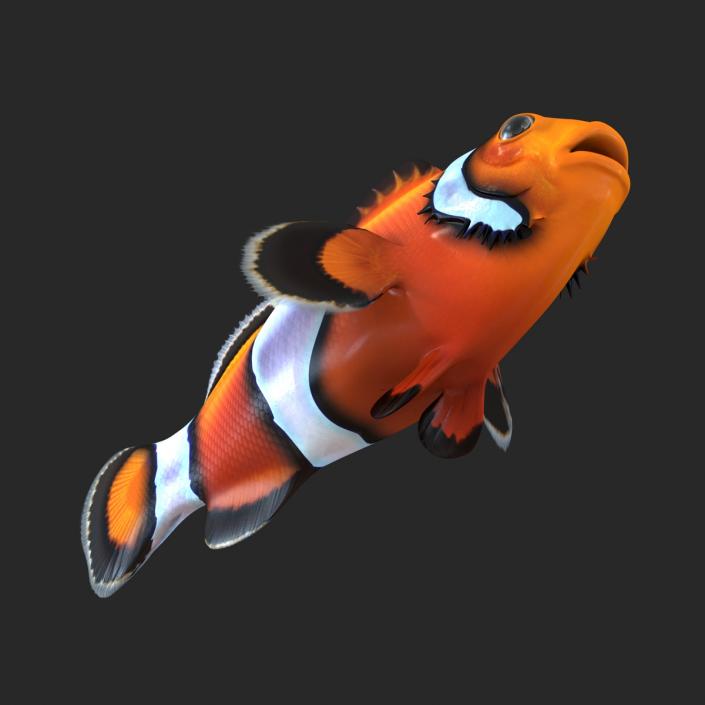 Clownfish 3D model