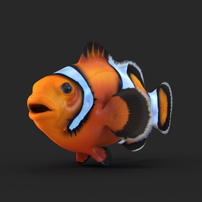 Clownfish 3D model