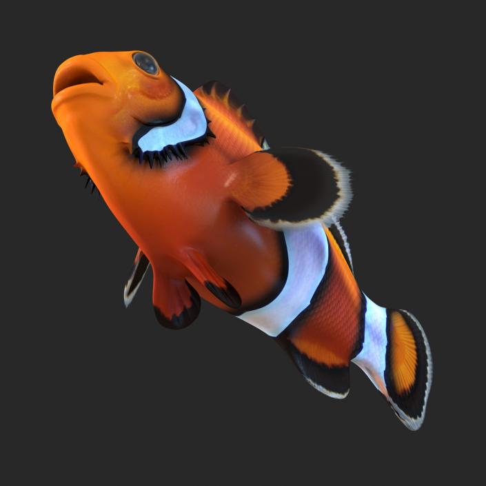 Clownfish 3D model