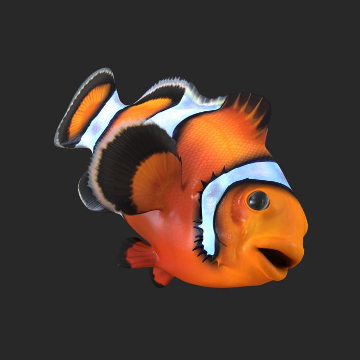 Clownfish 3D model