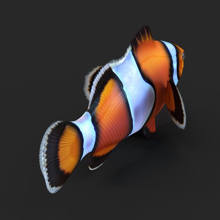 Clownfish 3D model