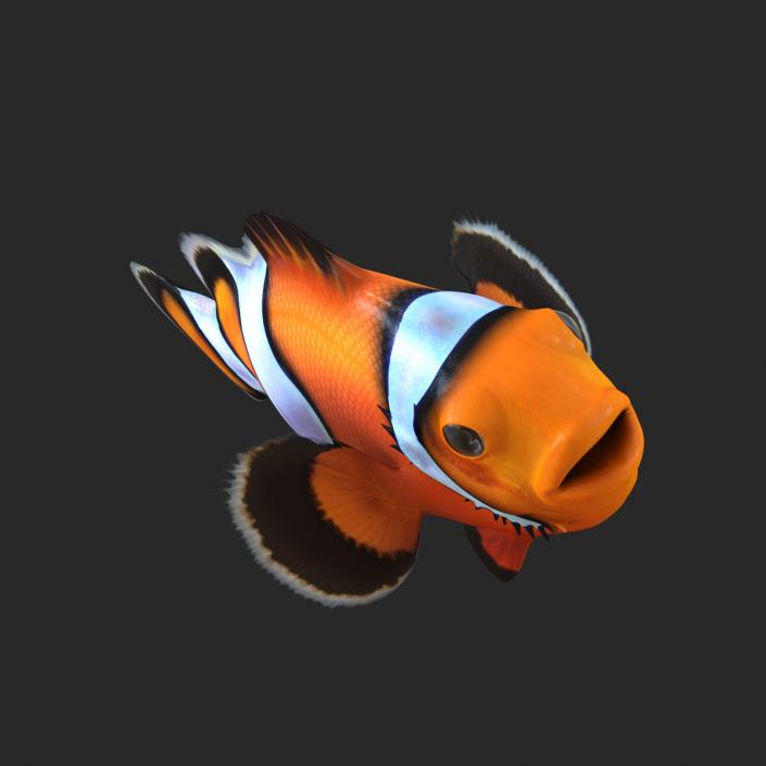 Clownfish 3D model