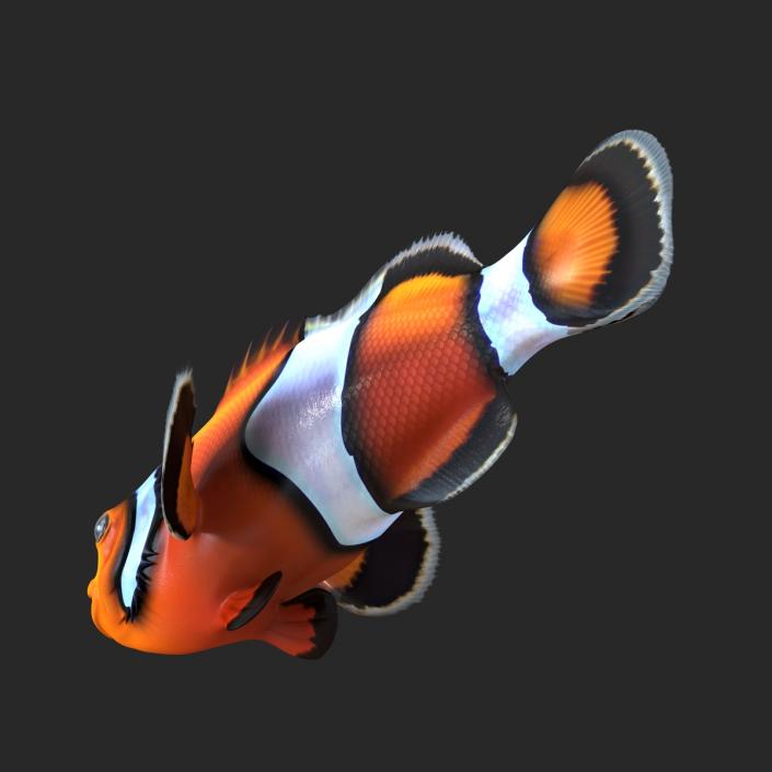 Clownfish 3D model