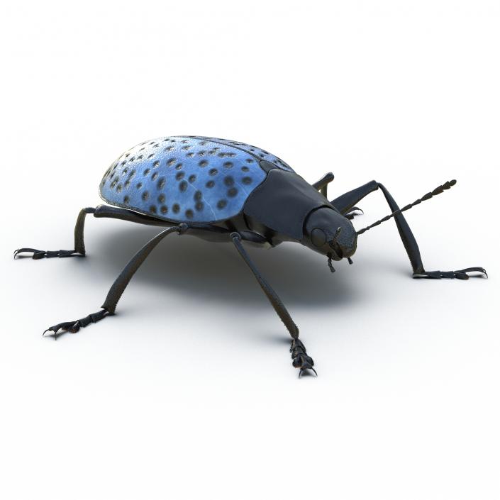 3D Gibbifer Californicus Beetle model