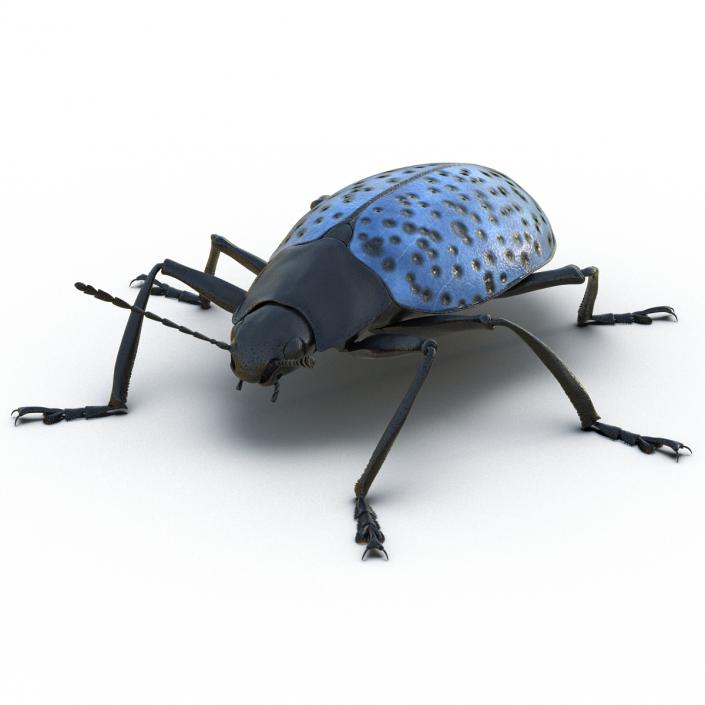 3D Gibbifer Californicus Beetle model