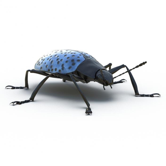 3D Gibbifer Californicus Beetle model