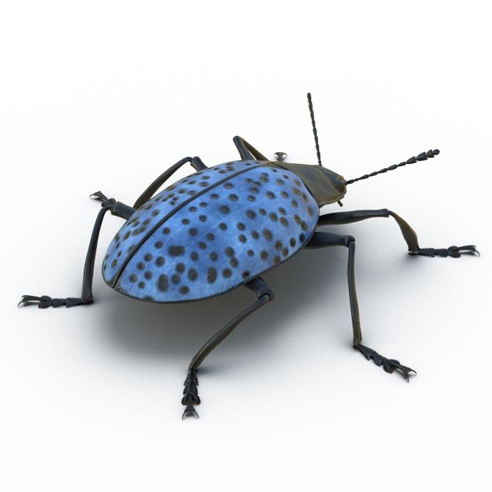 3D Gibbifer Californicus Beetle model