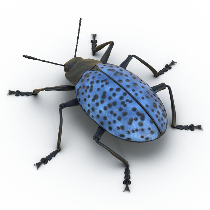 3D Gibbifer Californicus Beetle model