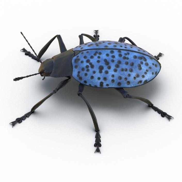 3D Gibbifer Californicus Beetle model