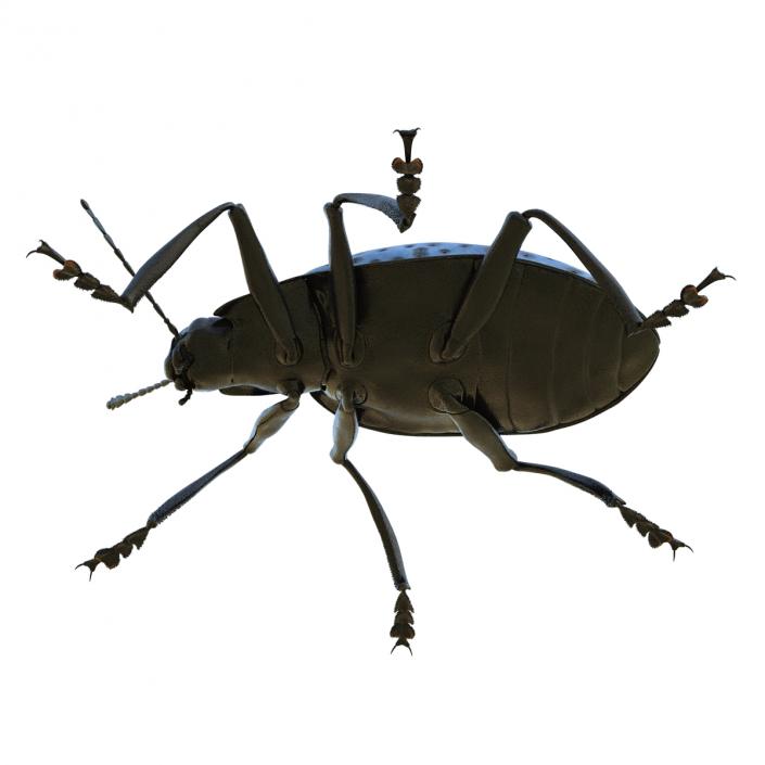 3D Gibbifer Californicus Beetle model