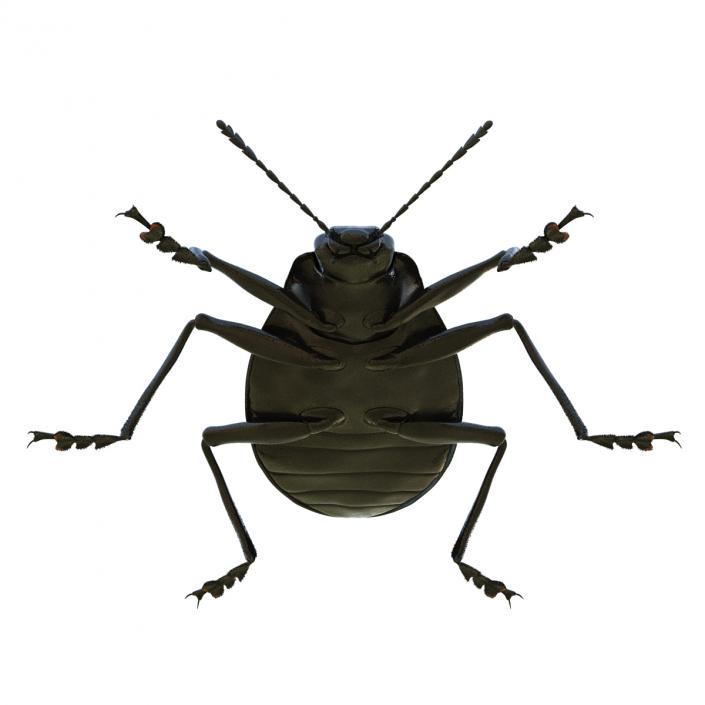 3D Gibbifer Californicus Beetle model