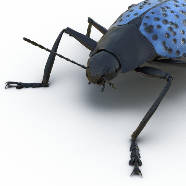 3D Gibbifer Californicus Beetle model