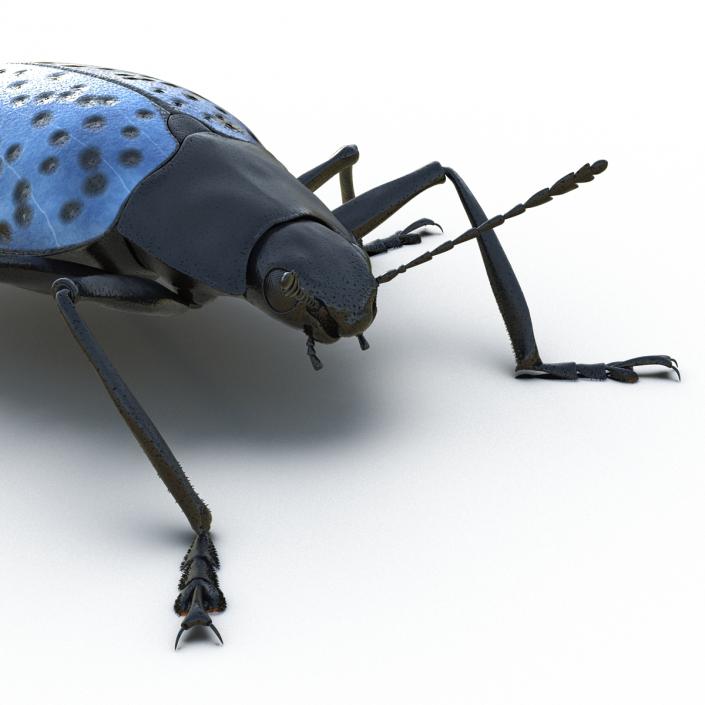 3D Gibbifer Californicus Beetle model