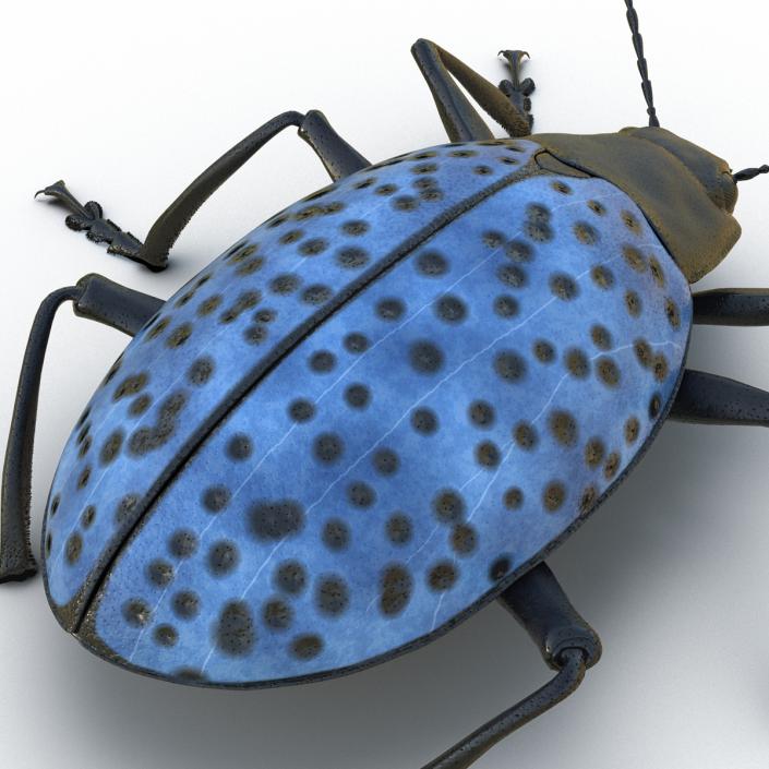 3D Gibbifer Californicus Beetle model