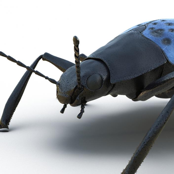 3D Gibbifer Californicus Beetle model