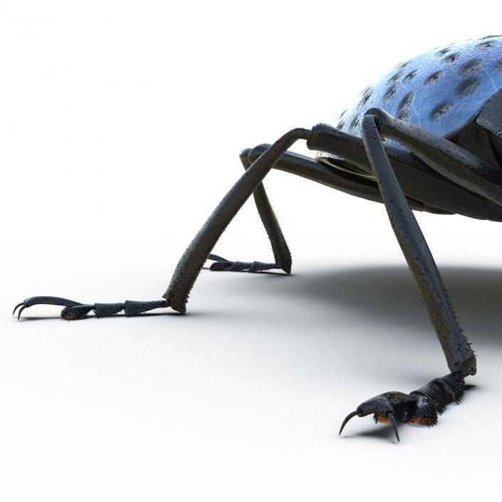 3D Gibbifer Californicus Beetle model