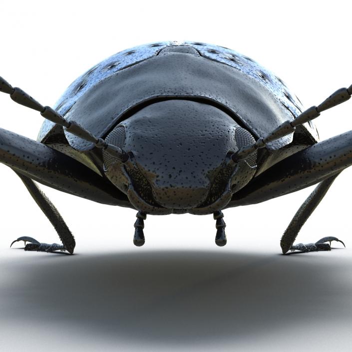 3D Gibbifer Californicus Beetle model