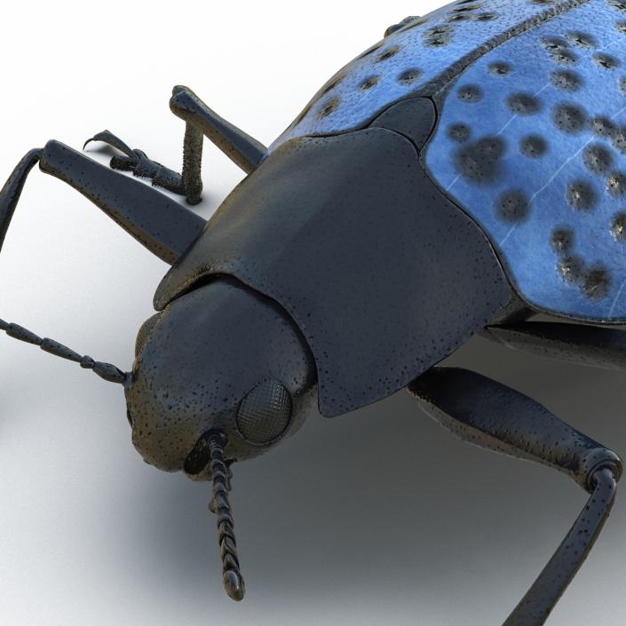 3D Gibbifer Californicus Beetle model