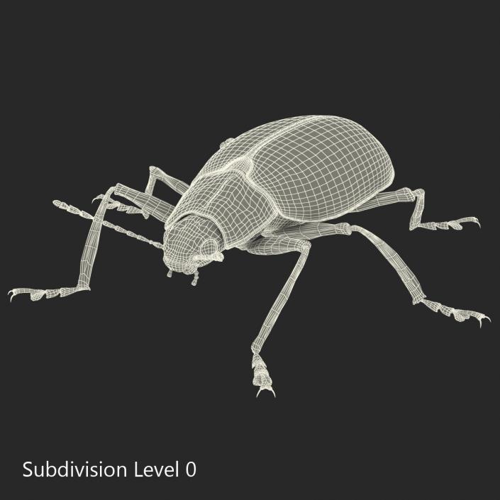 3D Gibbifer Californicus Beetle model