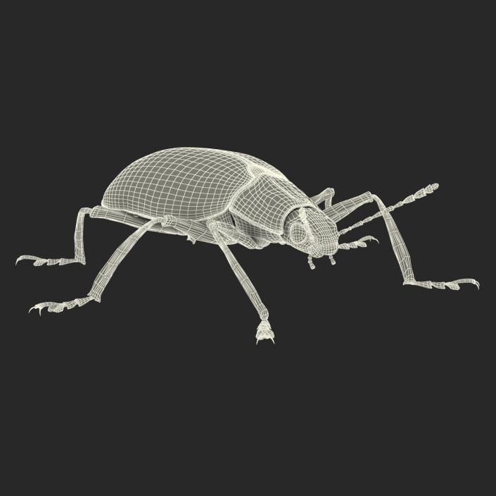 3D Gibbifer Californicus Beetle model