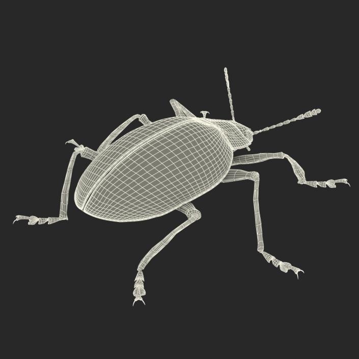 3D Gibbifer Californicus Beetle model