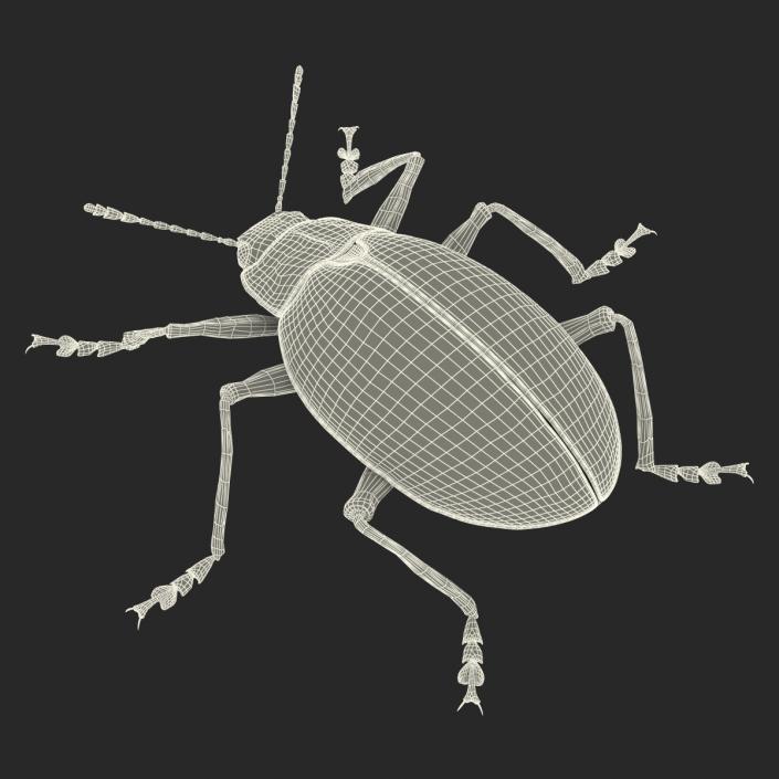 3D Gibbifer Californicus Beetle model