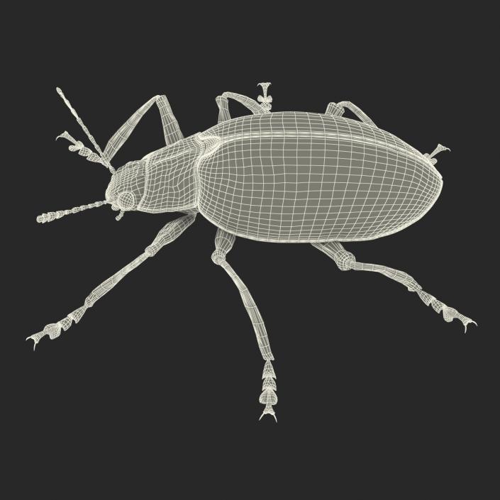 3D Gibbifer Californicus Beetle model