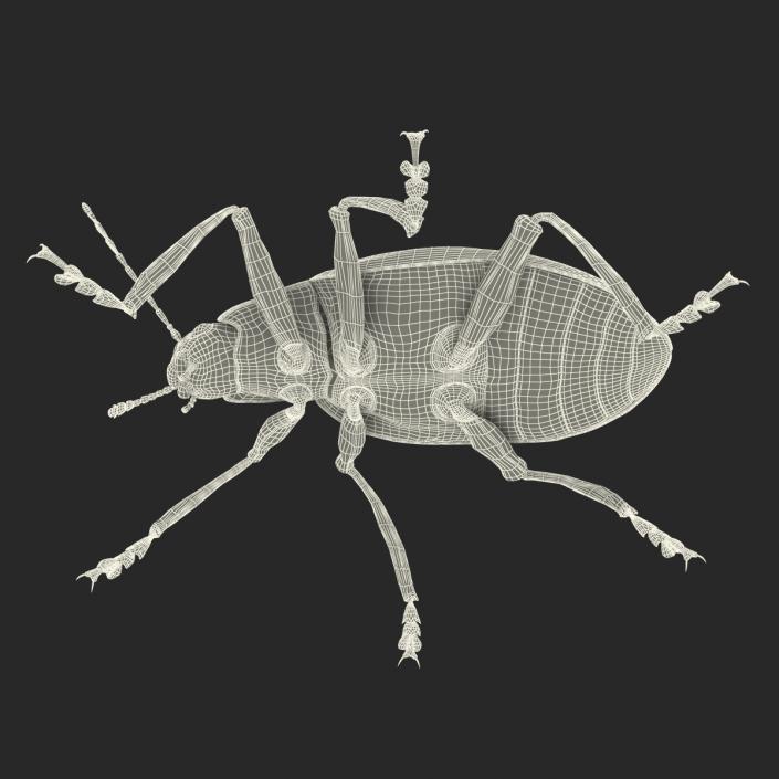 3D Gibbifer Californicus Beetle model