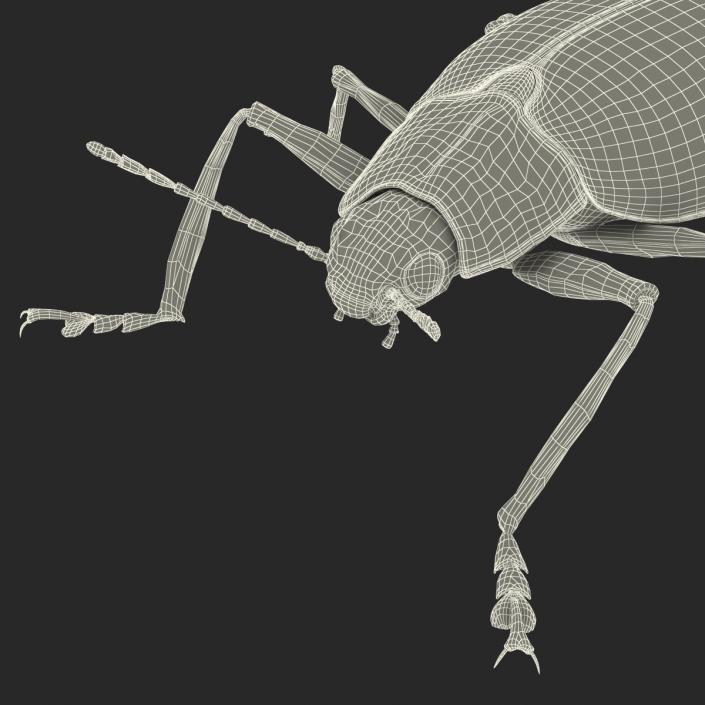 3D Gibbifer Californicus Beetle model