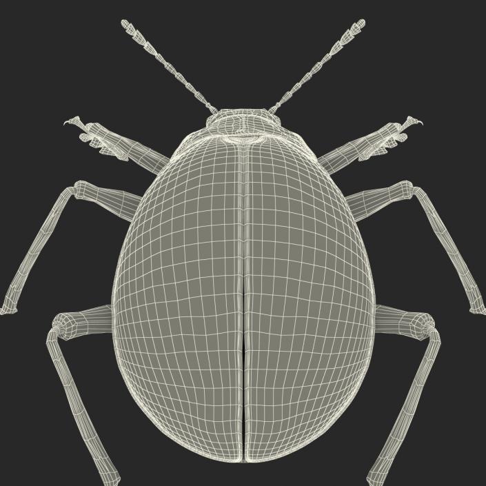 3D Gibbifer Californicus Beetle model