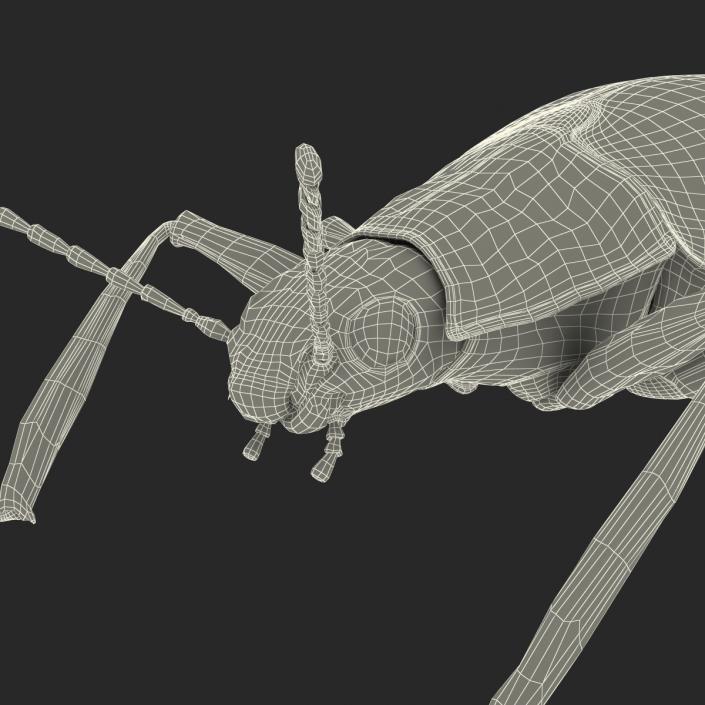 3D Gibbifer Californicus Beetle model