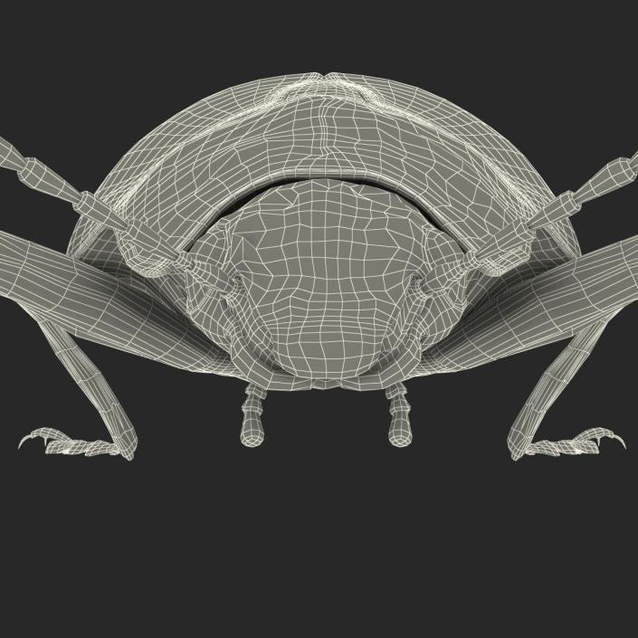 3D Gibbifer Californicus Beetle model