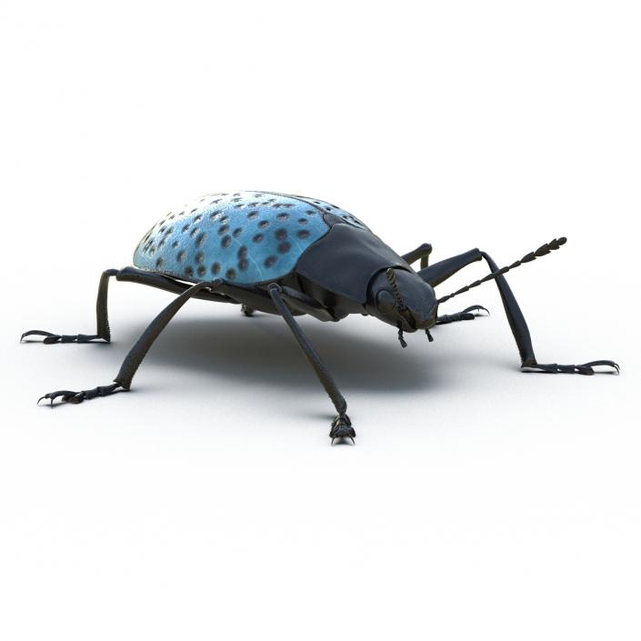 3D model Gibbifer Californicus Beetle 2