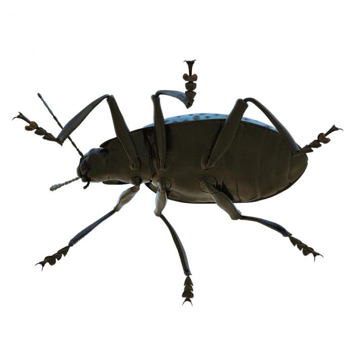 3D model Gibbifer Californicus Beetle 2