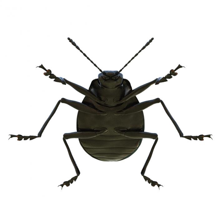 3D model Gibbifer Californicus Beetle 2