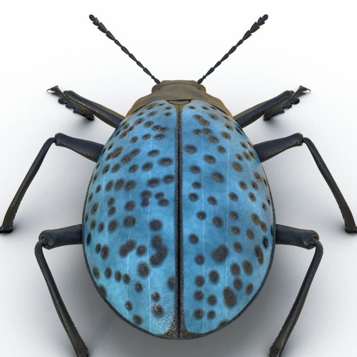 3D model Gibbifer Californicus Beetle 2