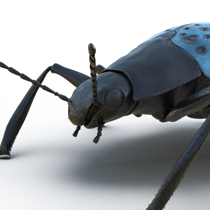 3D model Gibbifer Californicus Beetle 2