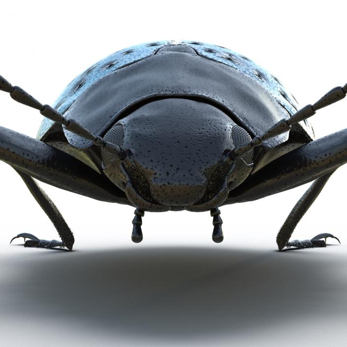 3D model Gibbifer Californicus Beetle 2