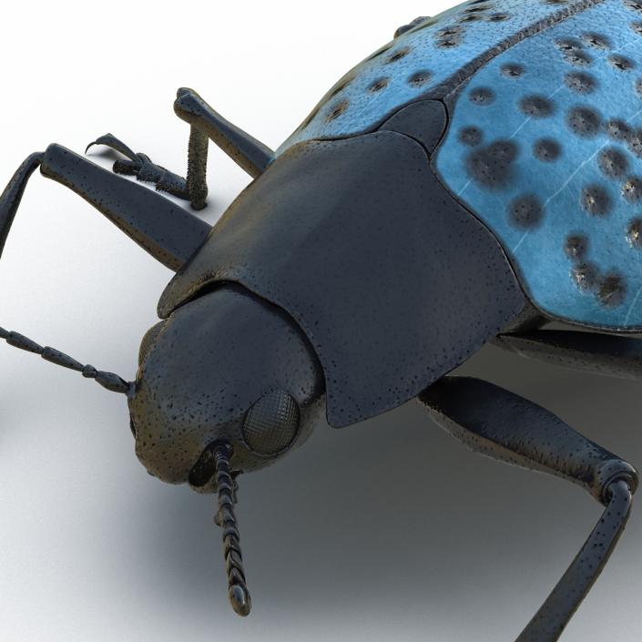 3D model Gibbifer Californicus Beetle 2