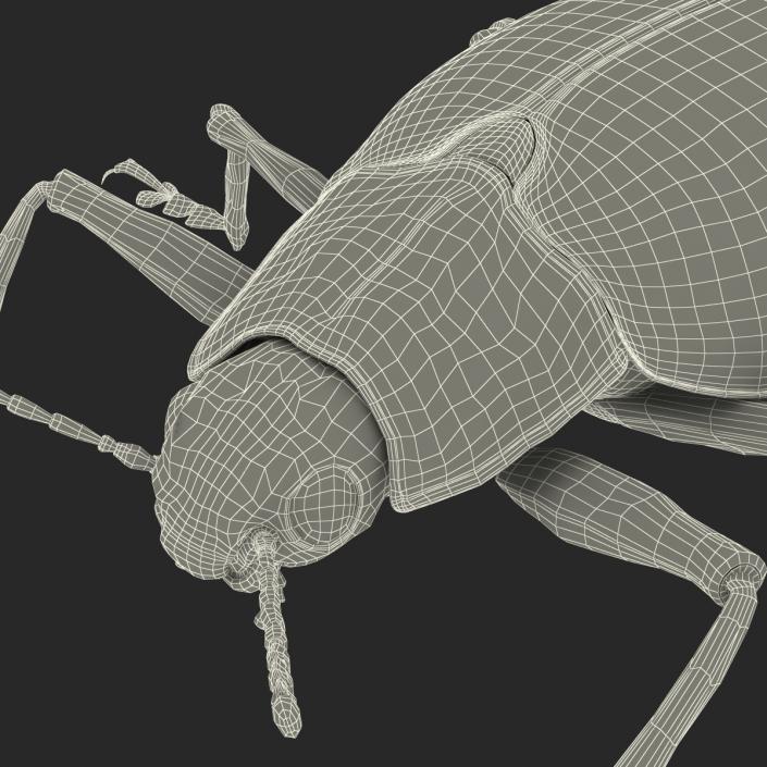 3D model Gibbifer Californicus Beetle 2