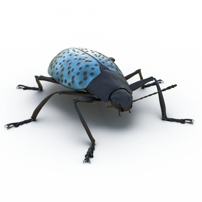 3D model Gibbifer Californicus Beetle 2