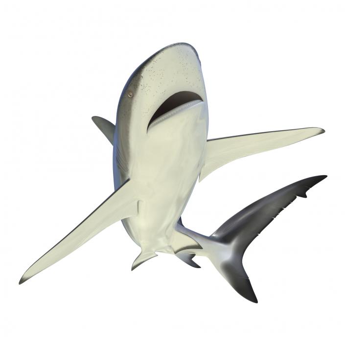 3D Dusky Shark Rigged model