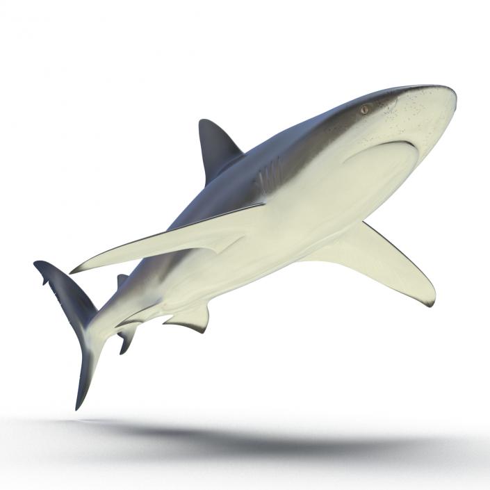 3D Dusky Shark Rigged model