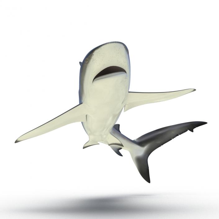 3D Dusky Shark Rigged model