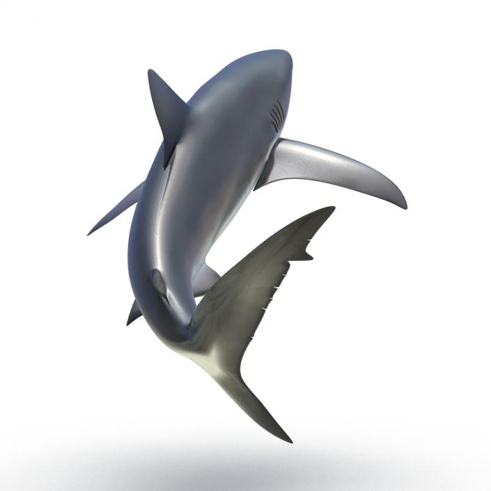 3D Dusky Shark Rigged model