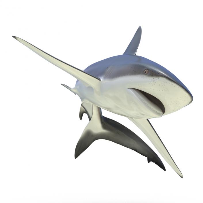 3D Dusky Shark Rigged model