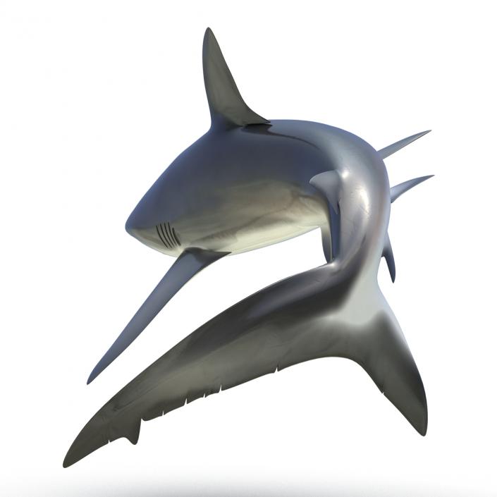 3D Dusky Shark Rigged model